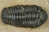 Phacopid (Morocops) Trilobite - Foum Zguid, Morocco #372427-1